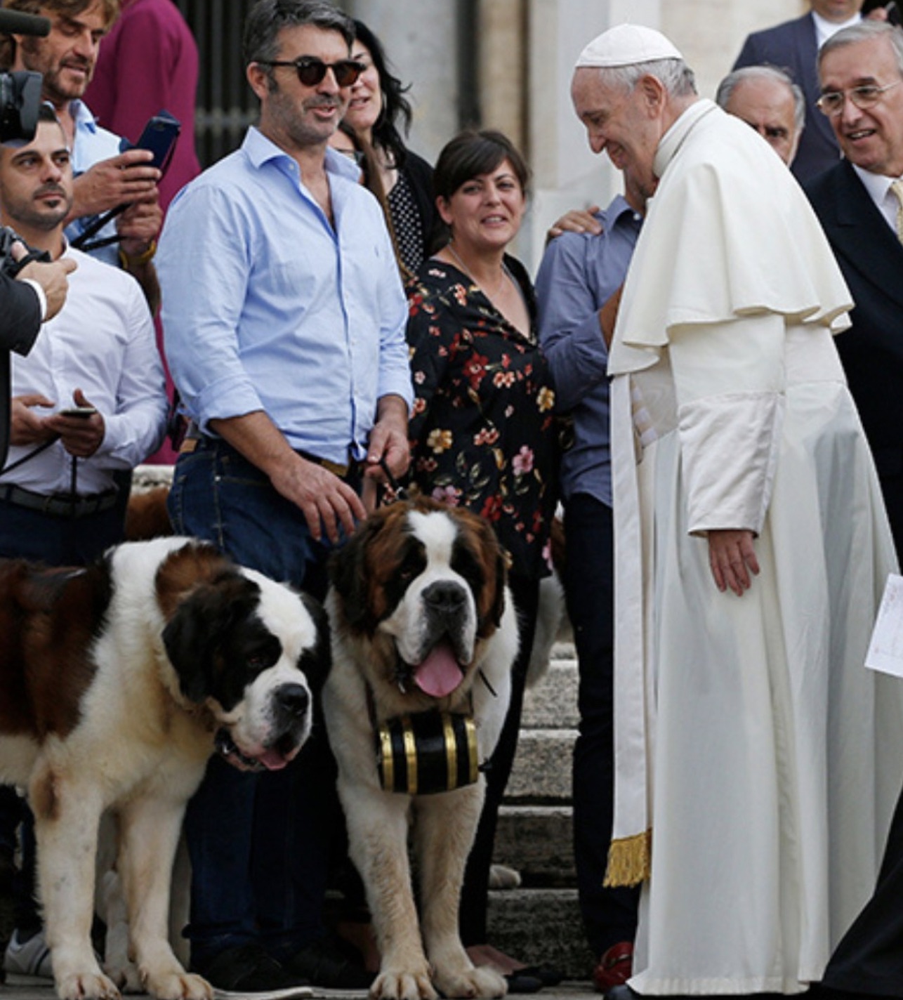 Pope Francis meeting two St. Bernards 